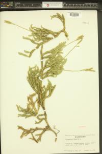 Lycopodium clavatum image