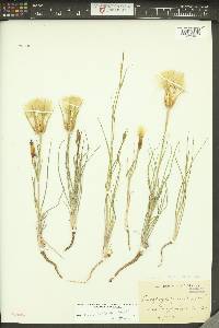 Tragopogon crocifolius image