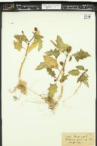 Datura stramonium image