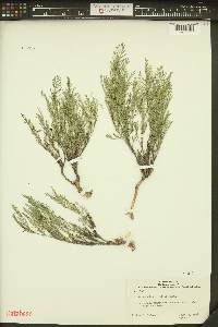 Astragalus multiflorus image