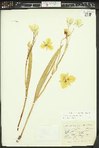 Calochortus apiculatus image