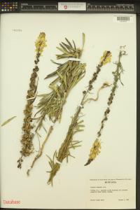 Linaria vulgaris image