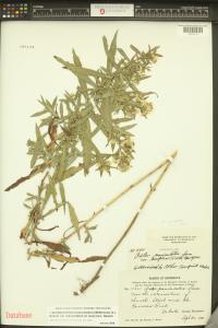 Symphyotrichum lanceolatum image