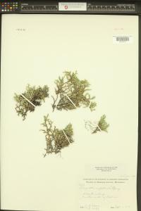 Selaginella rupestris image