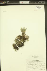 Selaginella rupestris image