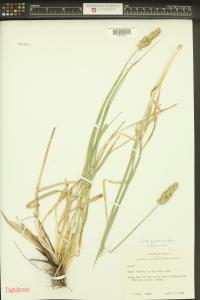 Carex gravida image