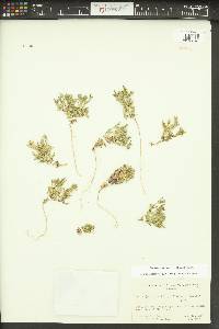 Phlox gracilis image