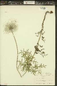 Clematis hirsutissima var. hirsutissima image
