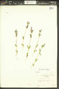 Gentianella amarella image