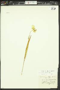 Calochortus apiculatus image