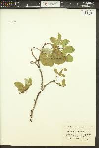 Salix vestita image