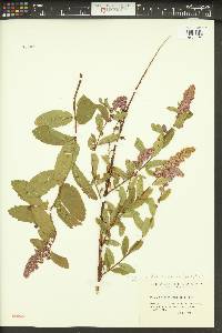 Spiraea douglasii var. menziesii image