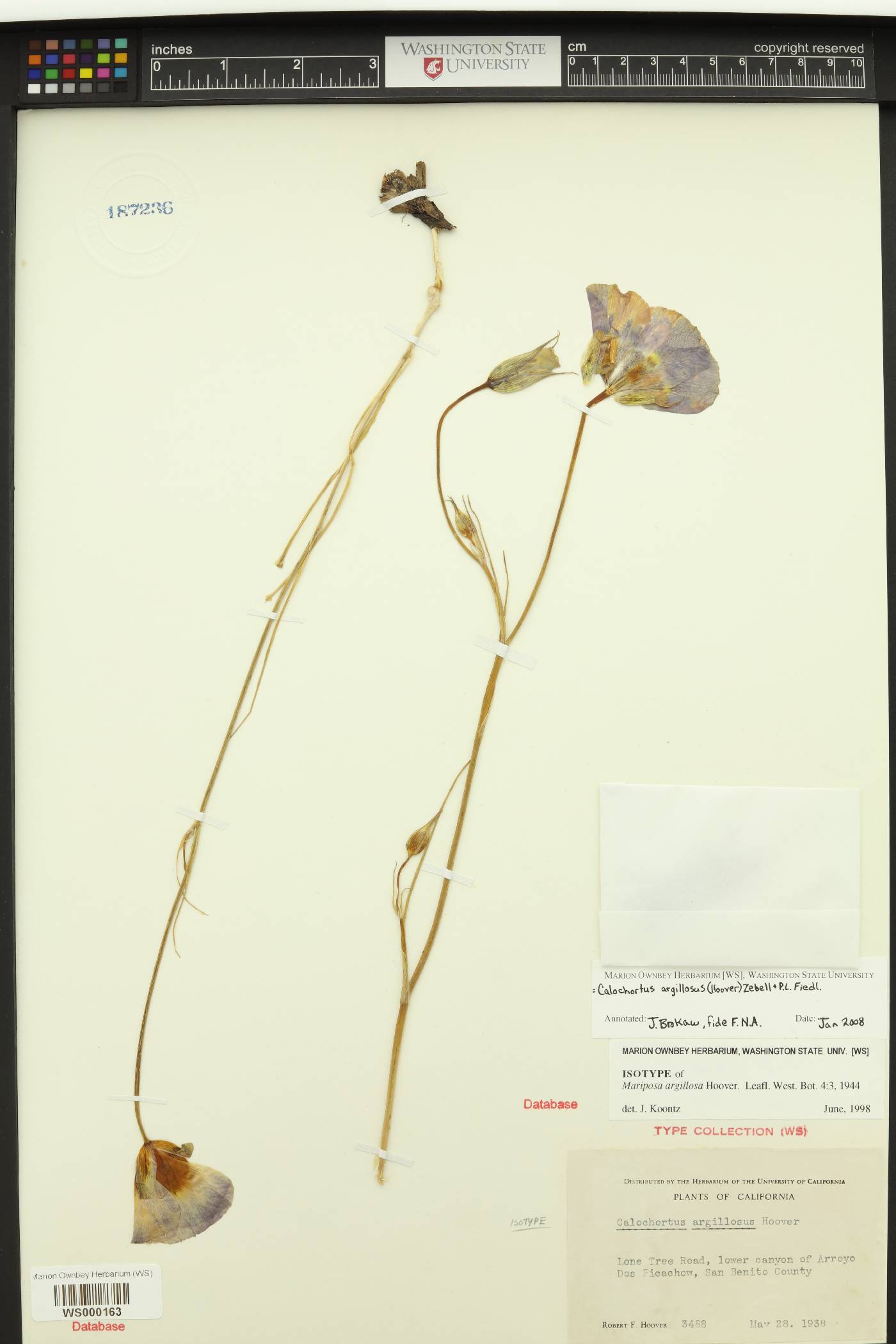 Mariposa argillosa image