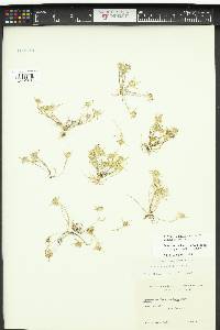 Navarretia leucocephala var. pauciflora image