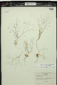 Eriogonum contiguum image
