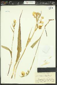 Calochortus albus image