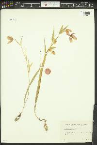 Calochortus amoenus image