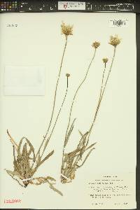 Pinaropappus roseus image