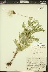 Clematis hirsutissima image