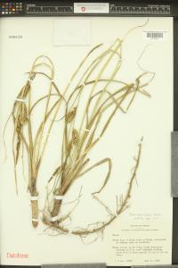 Carex hyalinolepis image