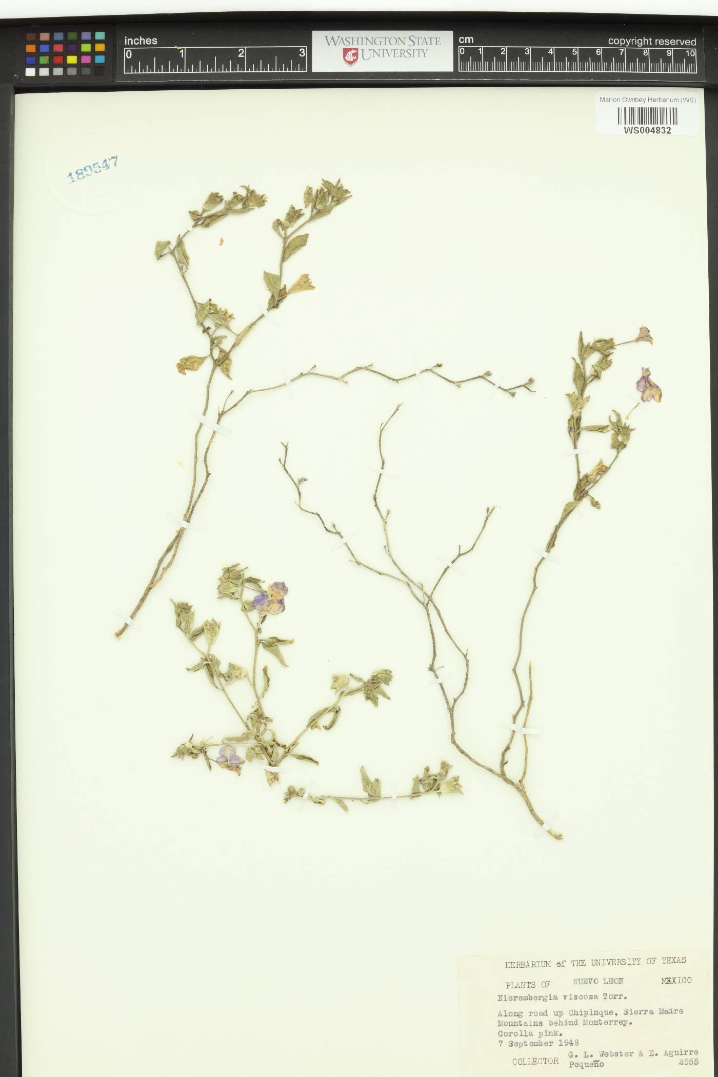 Nierembergia viscosa image