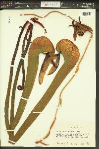 Darlingtonia californica image