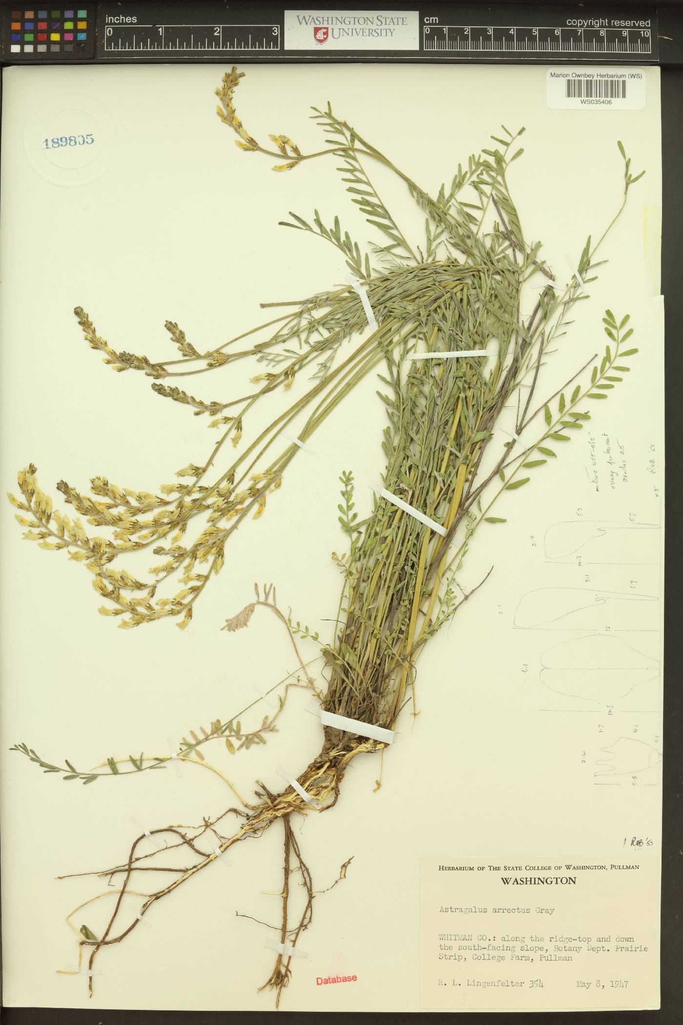 Astragalus arrectus image