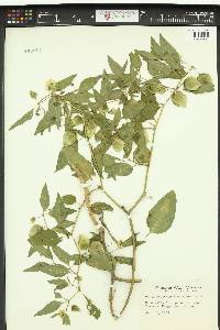 Physalis virginiana image