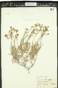 Eriogonum brevicaule image