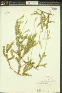 Lycopodium clavatum image