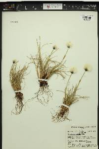 Eriophorum spissum image