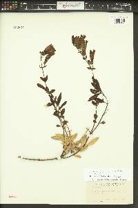 Penstemon fruticosus image