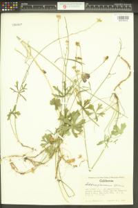 Sidalcea glaucescens image