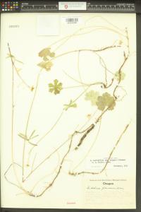 Sidalcea asprella subsp. elegans image