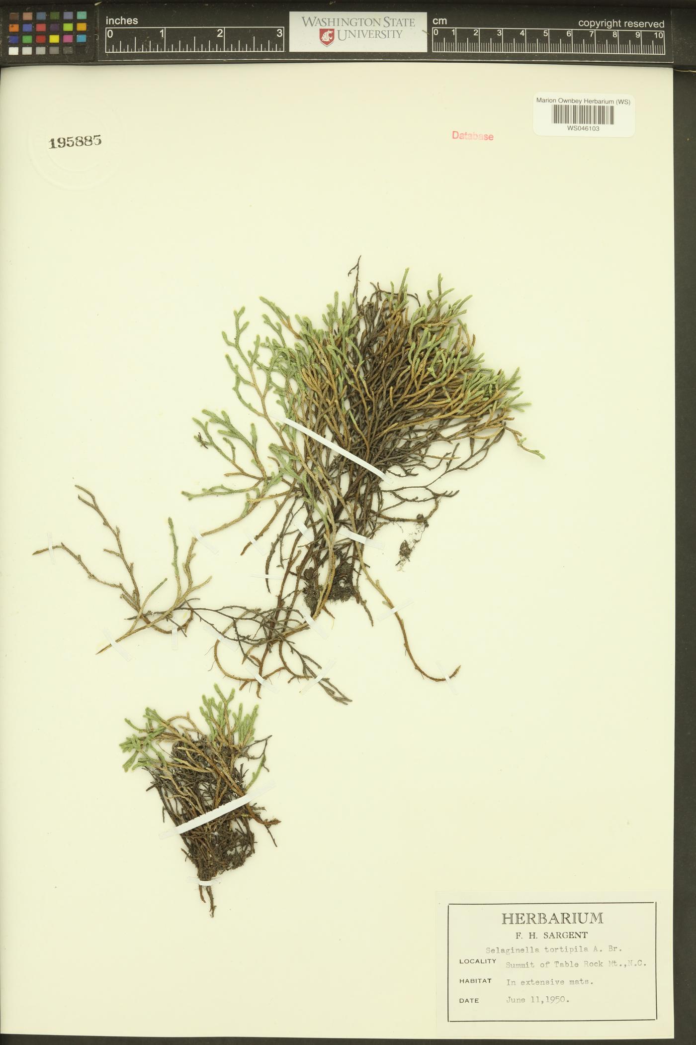 Selaginella tortipila image