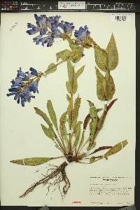 Penstemon pennellianus image