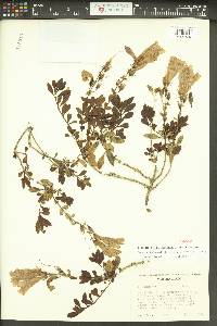 Penstemon fruticosus image