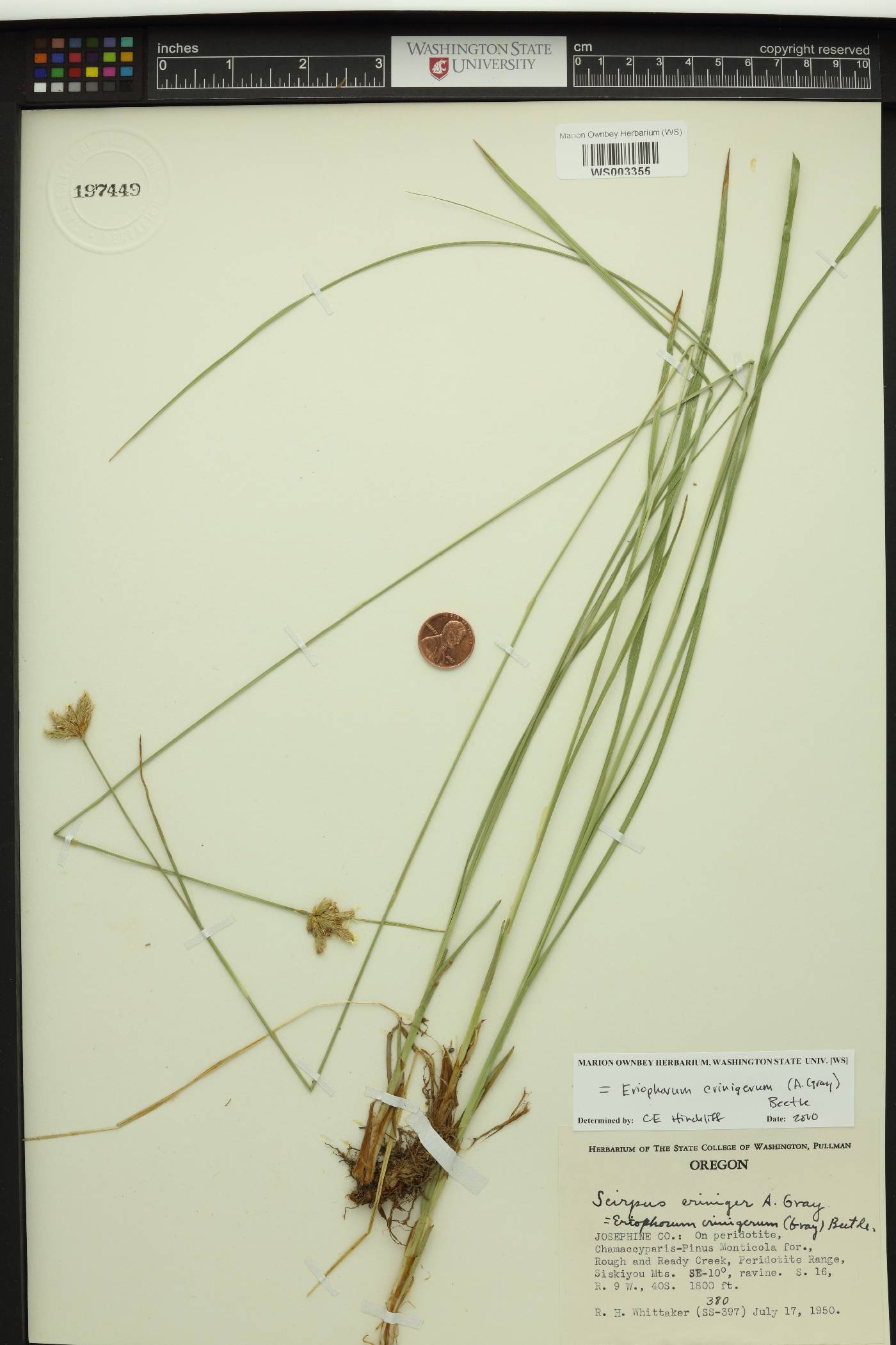 Eriophorum crinigerum image