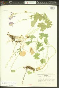 Sidalcea asprella image