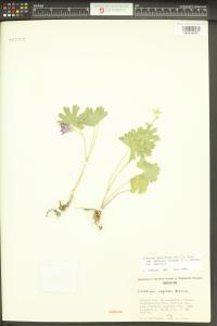 Sidalcea asprella image