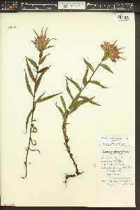 Castilleja miniata var. miniata image