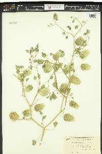 Physalis crassifolia image