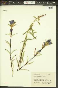 Gentiana linearis image