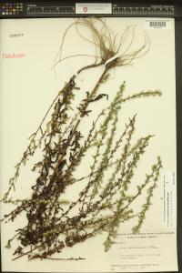 Symphyotrichum lateriflorum image