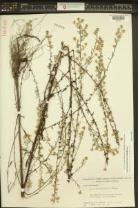 Symphyotrichum lateriflorum image