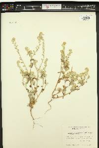 Cryptantha intermedia image