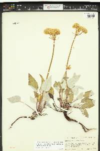 Eriogonum compositum image