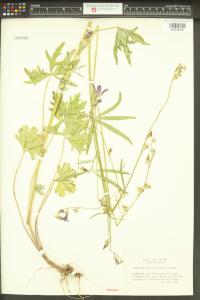 Sidalcea glaucescens image