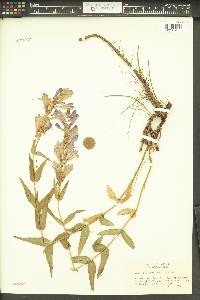 Penstemon venustus image