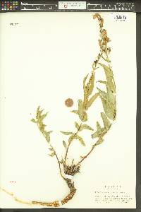 Penstemon venustus image